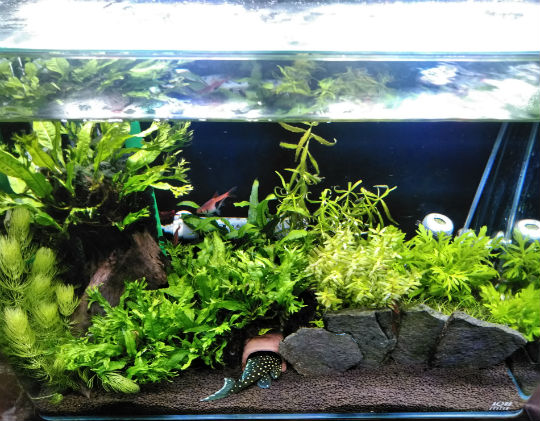 yamachan様専用 アクロ トライアングル グロウ 120cm M10