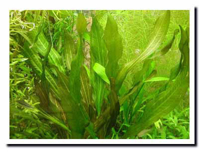 ホレマニー オレンジ ①