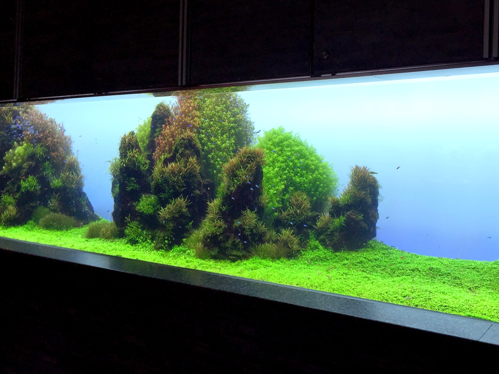 ADA雲山石4点セット 【公式通販】