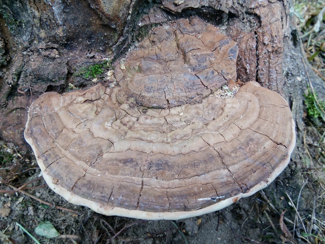 大きめ サルノコシカケ さるのこしかけ 北海道産 【公式通販】