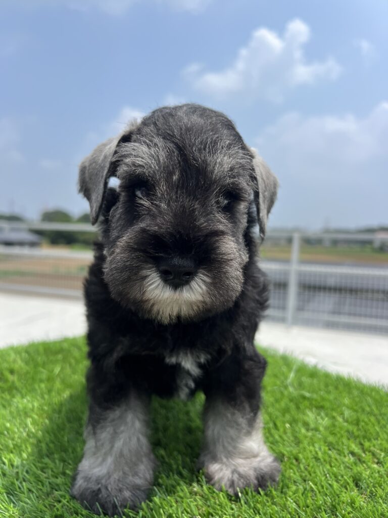 販売中 Mシュナウザー 25.5.21生 オス│BLACK DOG LLC.