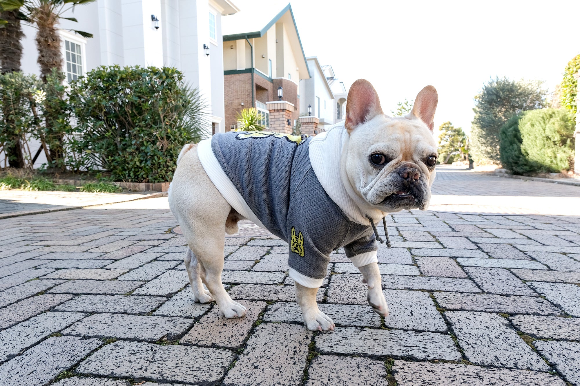 フレンチブルドッグ服 * BLIMP ブリンプ