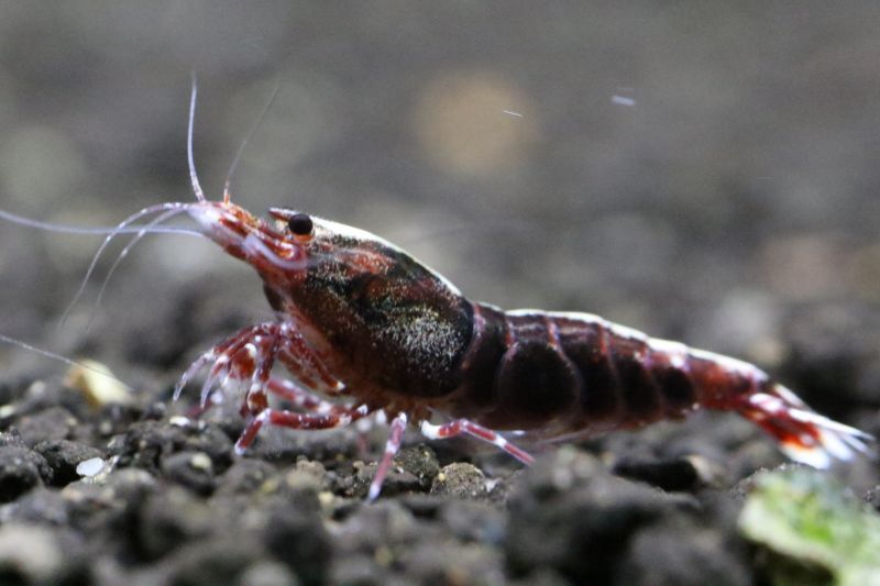 ブセファランドラ sp.“Dark gray” TB便 ブセファランドラ sp.“Dark