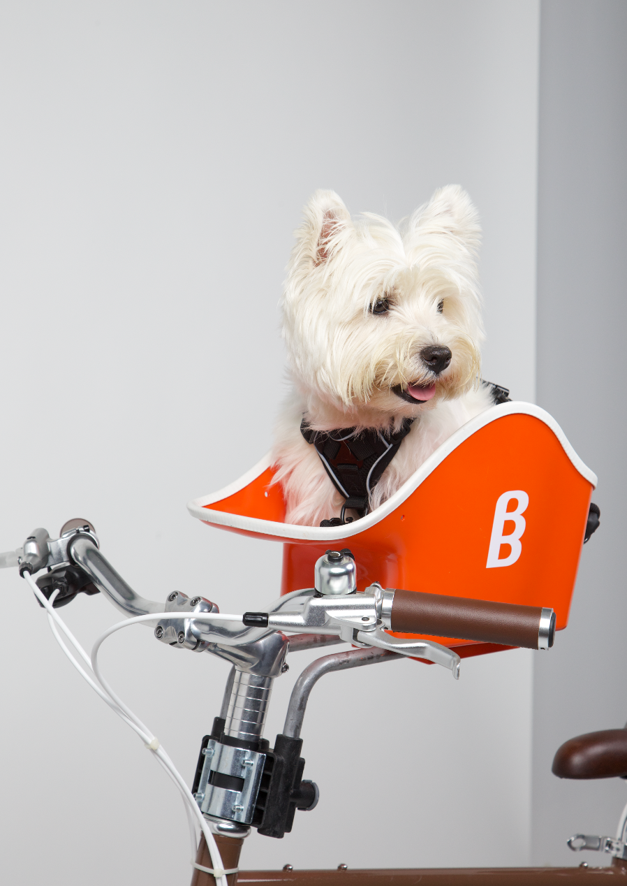 Canine Copilot – Brook & Breeze