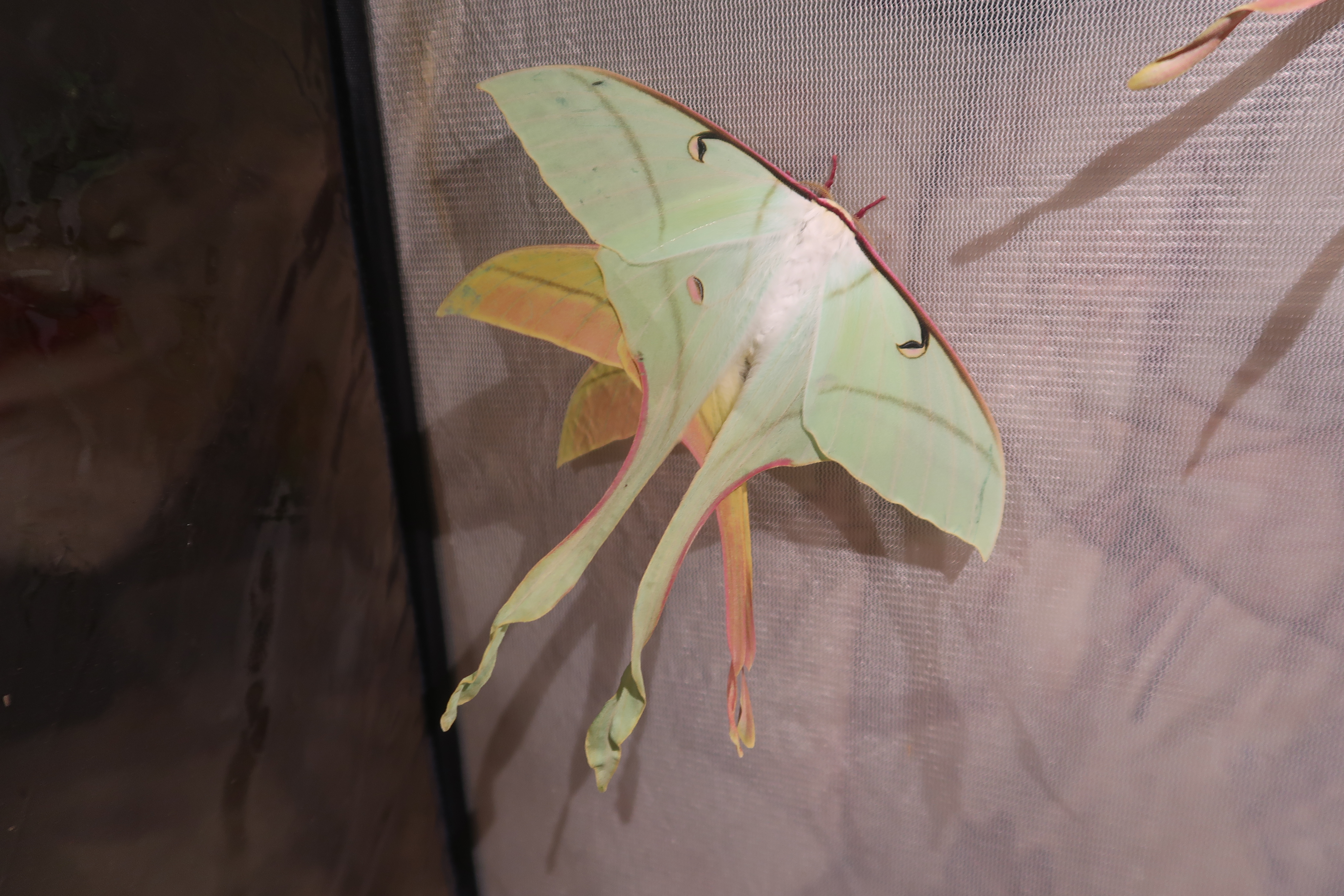 Actias rhodopneuma — pink spirit moth | Welcome, visitor!