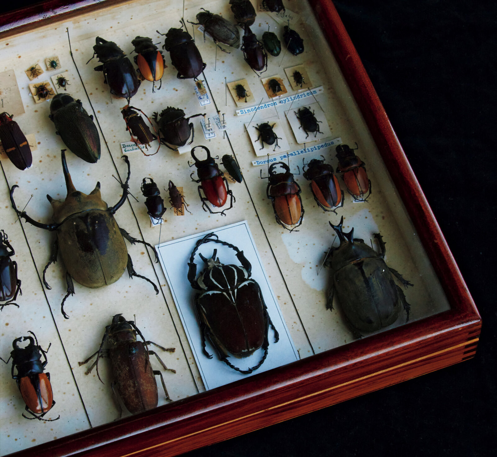 昆虫標本 【公式通販】