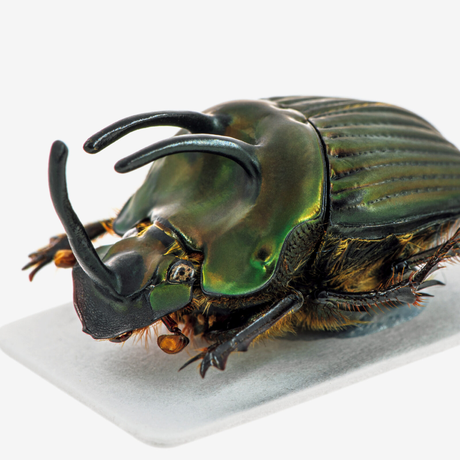 オファー エクアドル産 ハロルドニジダイコクコガネ 21mm エクアドル産