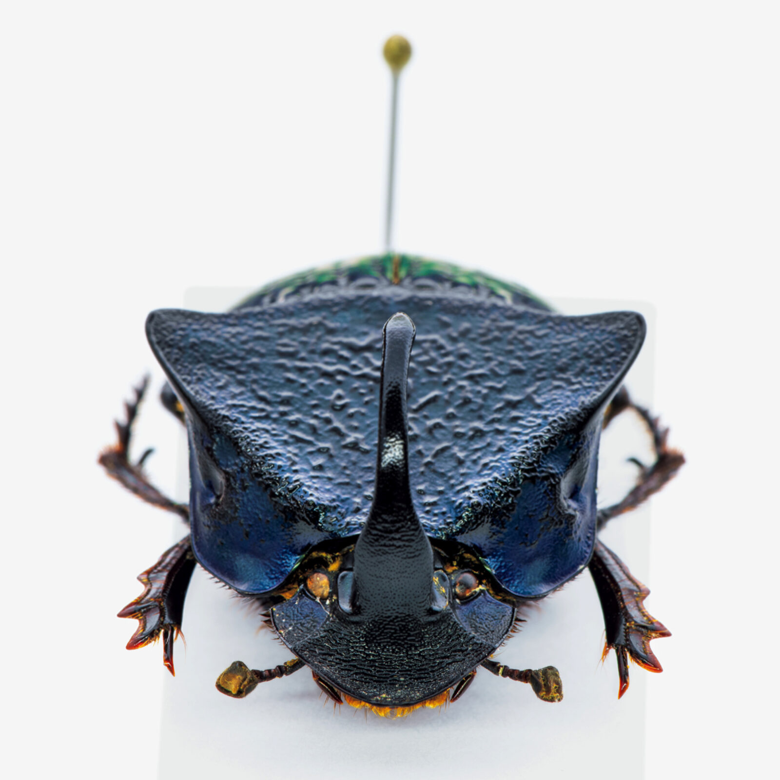 オファー エクアドル産 ハロルドニジダイコクコガネ 21mm エクアドル産