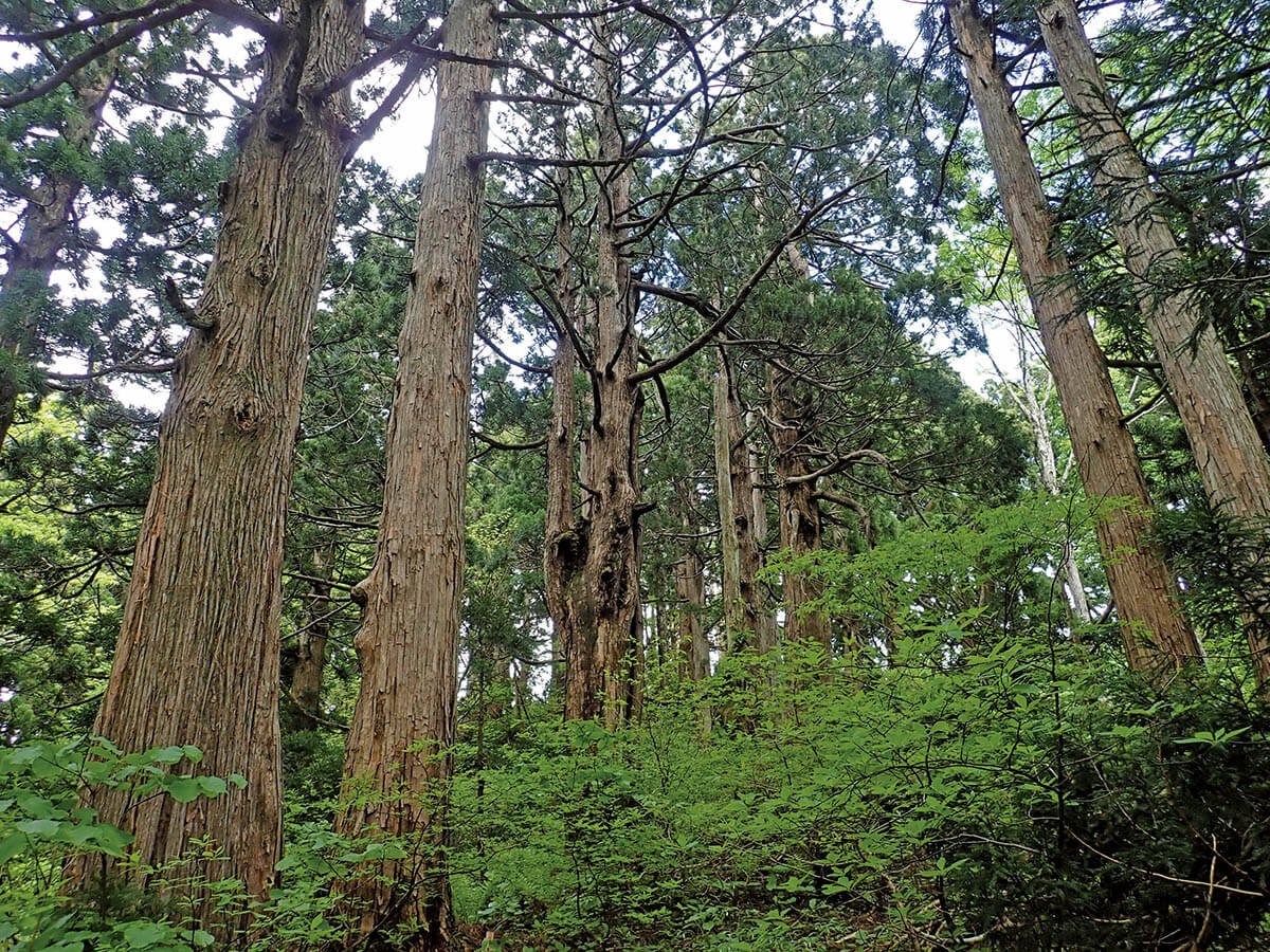 佐々木裕而 「緑雨落葉松林 」 日本画 佐々木裕而 「緑雨落葉松林