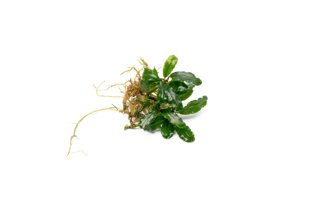 bucephalandra-aurora-