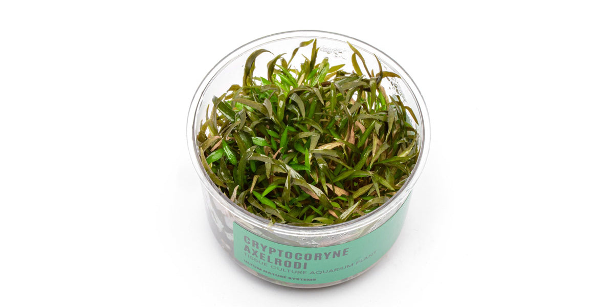 Cryptocoryne Axelrodi Tissue Culture - Buce Plant