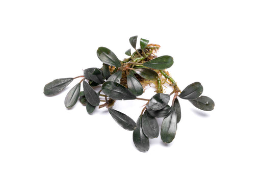 Bucephalandra Deep Purple — Buce Plant