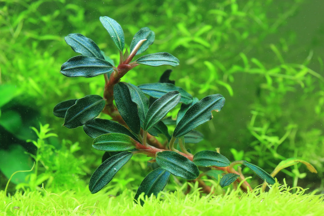 Bucephalandra Black Mist — Buce Plant