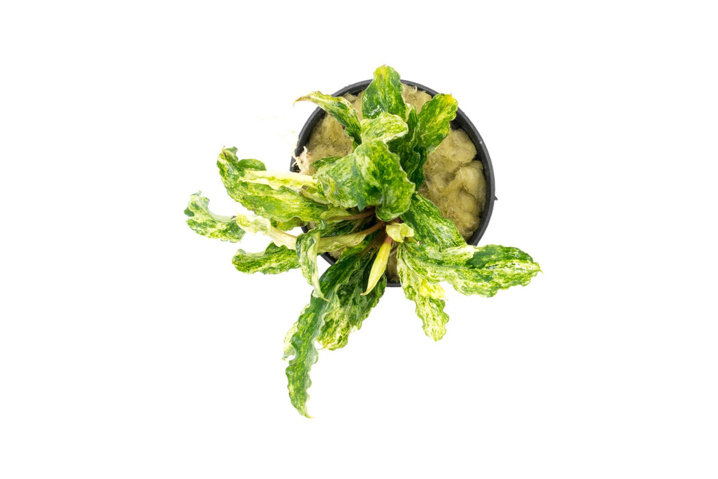 Bucephalandra Variegated Marble Aquarium Plant — Buce Plant