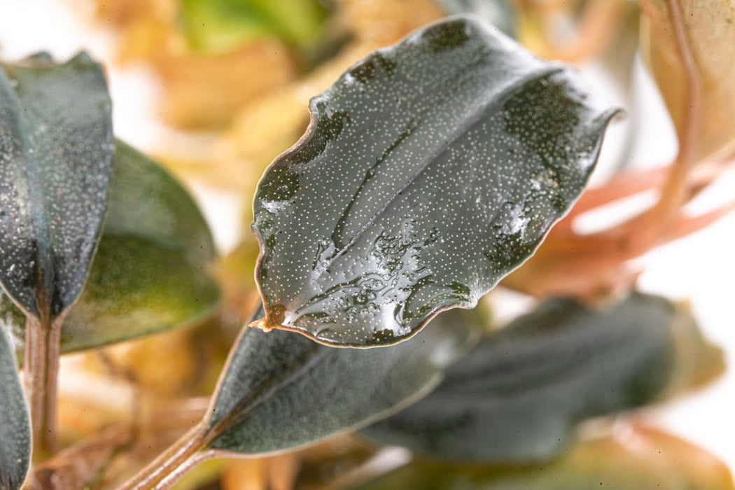 Bucephalandra Black Mist — Buce Plant