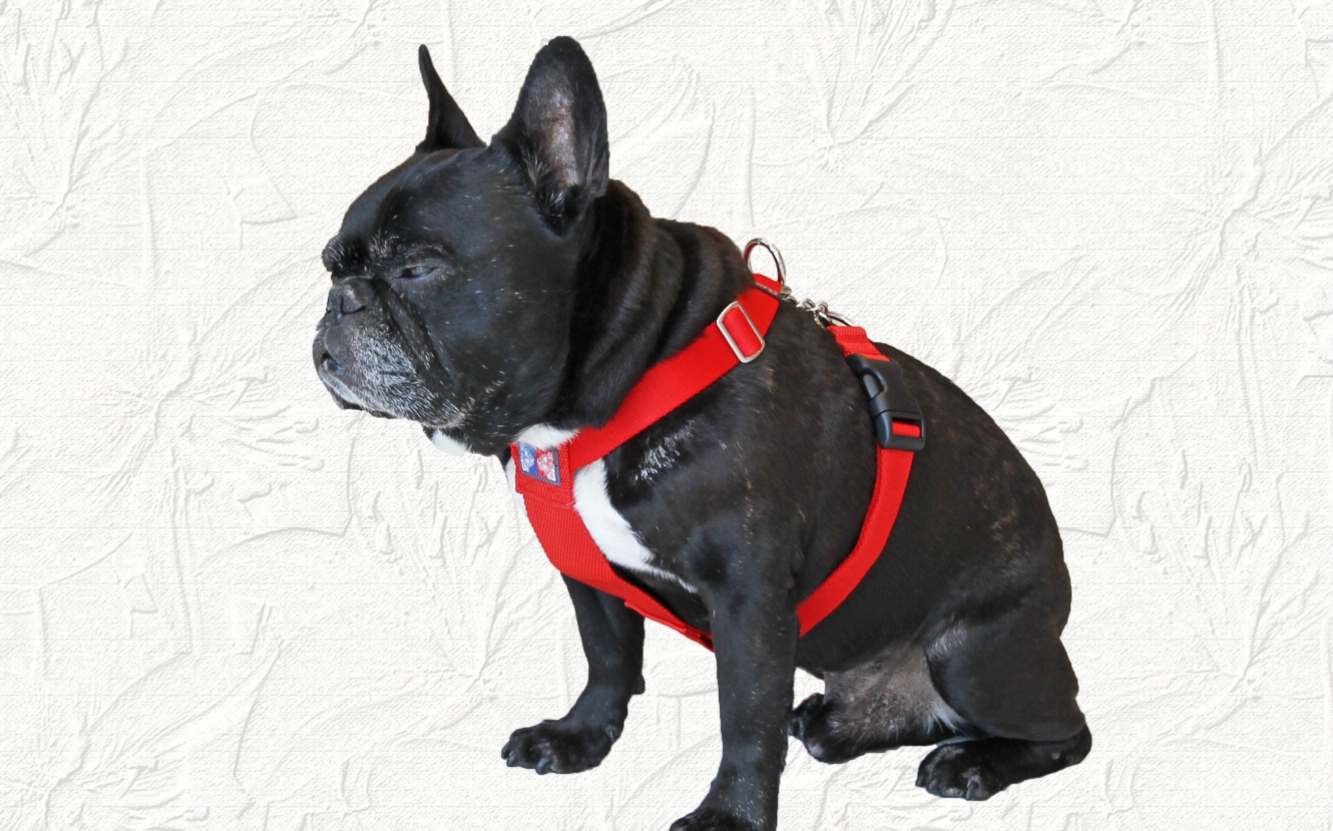 チョークハーネス Mサイズ of フレンチブルドッグ服 ハーネス 首輪