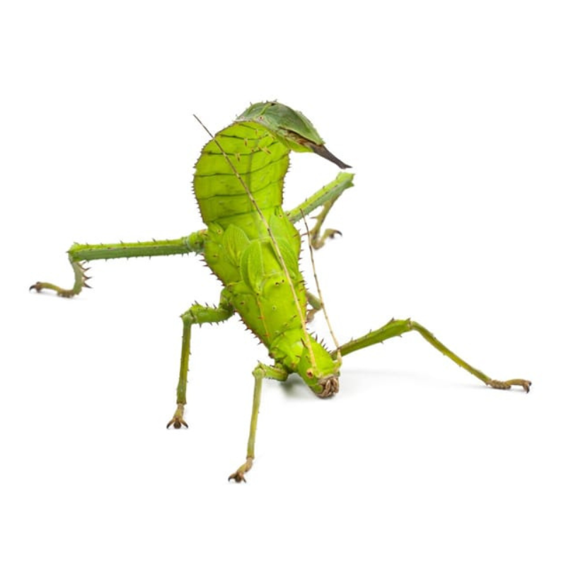 Heteropteryx dilatata ♀ (green and Heteropteryx dilatata Green