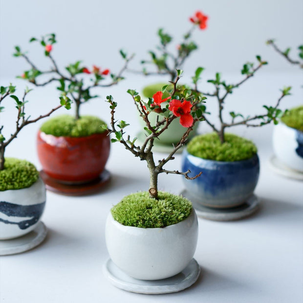 盆栽 大明萬暦年製 色絵雲龍鳳凰 鉢 中国鉢 盆栽小鉢 盆栽鉢 ミニ盆栽