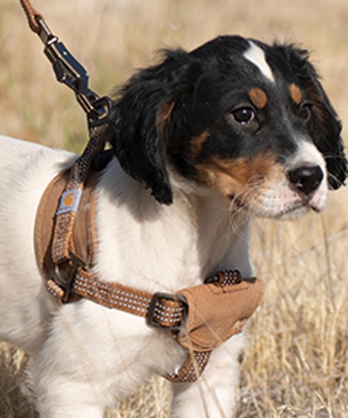 Carhartt(カーハート) No Pull DOGハーネス Mサイズ Amazon | Carhartt