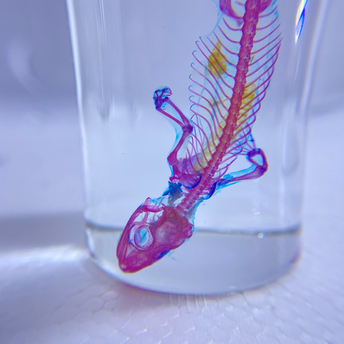 透明標本 ヒラオヤモリ その他置物 透明標本Clair 通販 12100816