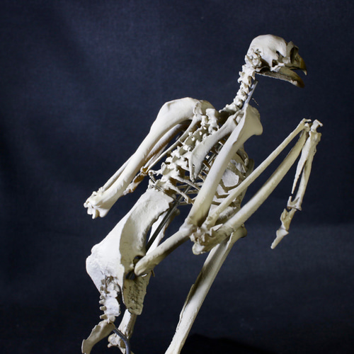 受注生産】 クマタカ 17cm縮小全身骨格模 その他置物 アンフィ合同会社