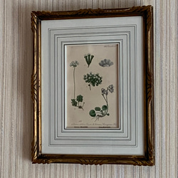 フランス ボタニカル画 石版画の額装品 1891年 フランス