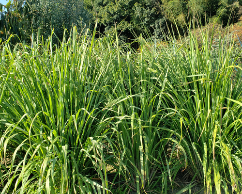 完全無農薬レモングラスの葉 10キログラムです。 完全無農薬レモン