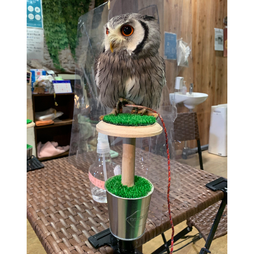 極小型猛禽パーチ，ファルコンブロックC