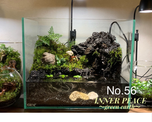 55 アクアテラリウム イモリウム 苔アート 苔テラリウム 【限定1個