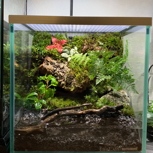 苔テラリウム、イモリウム