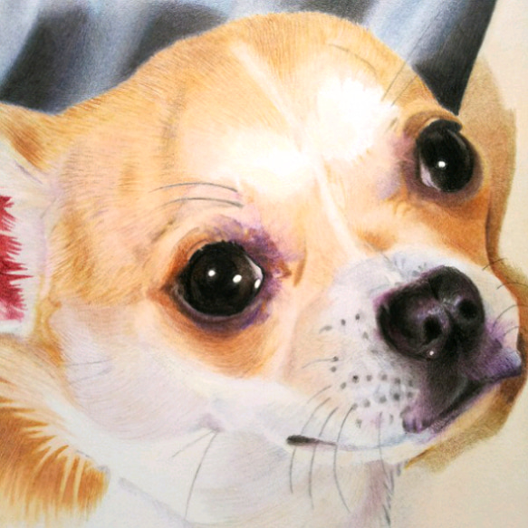 りんねです。パグ 色鉛筆画 犬の絵 りんね様専用です。色鉛筆画 パグ