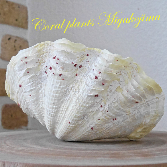 激レア！激美！ 黄色い 天然 シャコ貝 2枚1組 宮古島産 A級品 素材