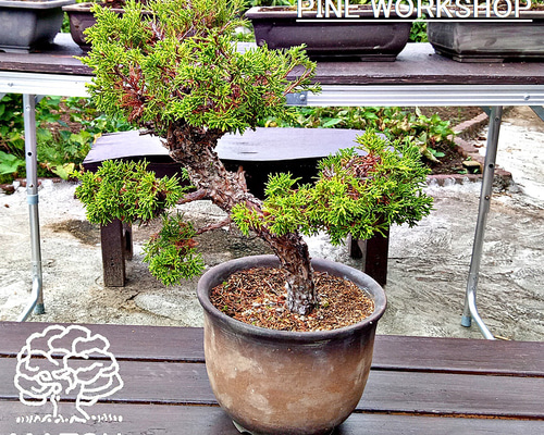 盆栽鉢 時代落款楕円縁入り盆栽鉢40.5x30.5x5cm支那鉢 和鉢