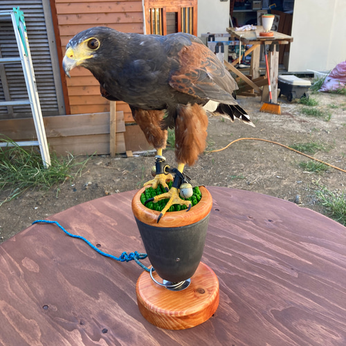 猛禽類 ファルコンブロック バーチ