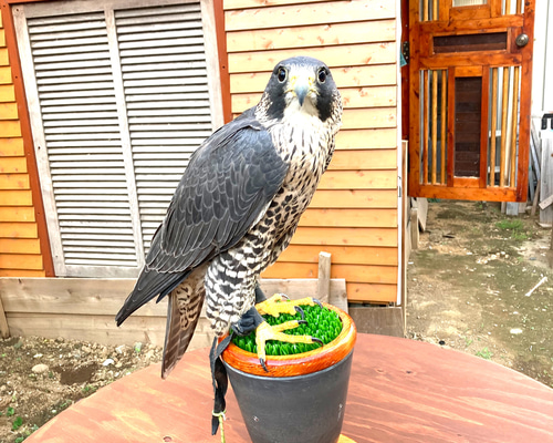 NEW大型猛禽パーチ、ファルコンブロック）フクロウ ホワイトLタイプ