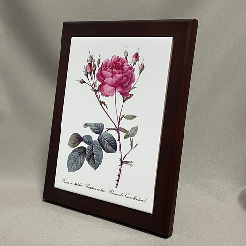 ルドゥーテ 植物画 ボタニカルアート バラ フォトタイル木製フレーム