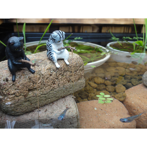 ビオトープ 25L トロ舟＆木枠セット（棚付き） メダカ＆金魚飼育用