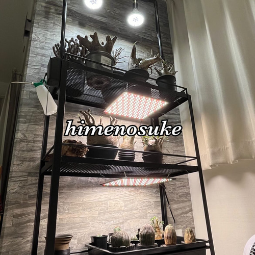 ☆送料込み☆アイアン植物棚 ボタニカルシェルフ3段タイプ アガベ