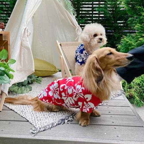 犬服 ワンピース(SS) ꒡̈⃝Lily꒡̈⃝ハンドメイド 値下げしました