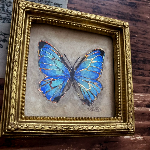モルフォ蝶の小さな絵 - Morpho sulcowsky- /原画 アンティーク