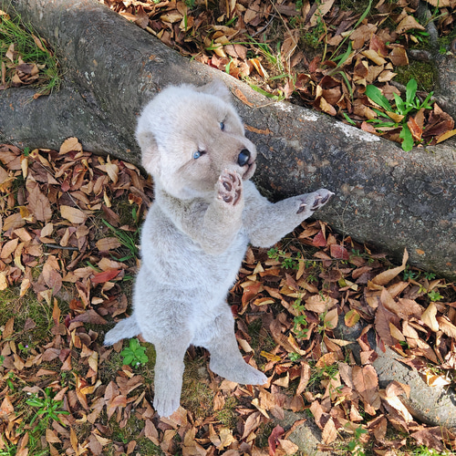 生後20日 オオカミ 赤ちゃん 仔 狼 ぬいぐるみ 布製 アートドール