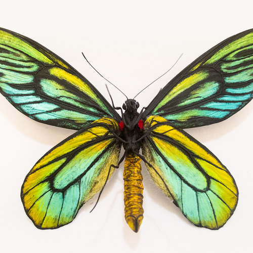 アレクサンドラトリバネアゲハ20CM | 精密レプリカ | 蝶標本 | 昆虫