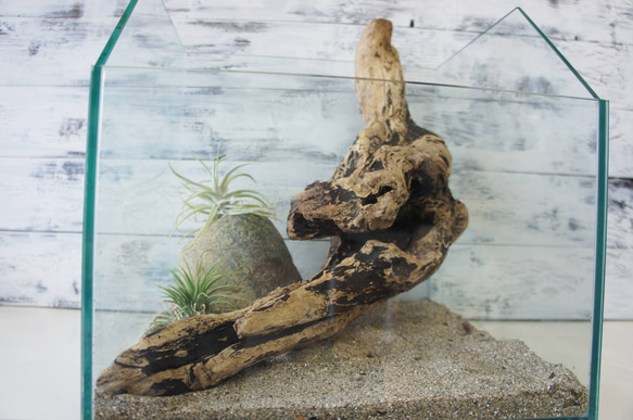 流木 あく抜き処理 煮沸消毒済 テラリウム 爬虫類 登り木 レイアウト