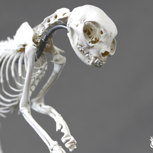 ネコ (Felis catus) 全身骨格模型 1/2サイズ その他置物 アンフィ合同