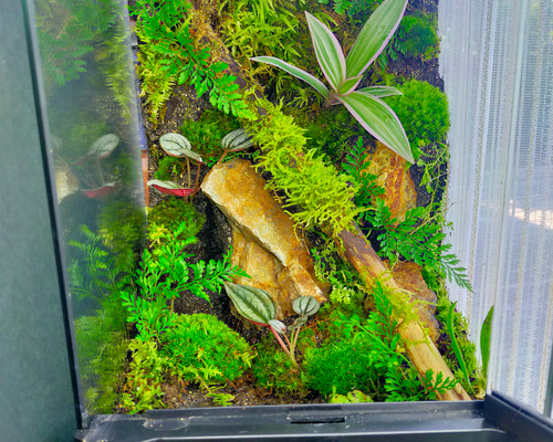 完成品！隠れ家付き｜苔と観葉植物の癒し空間／生体ケージ（グラス