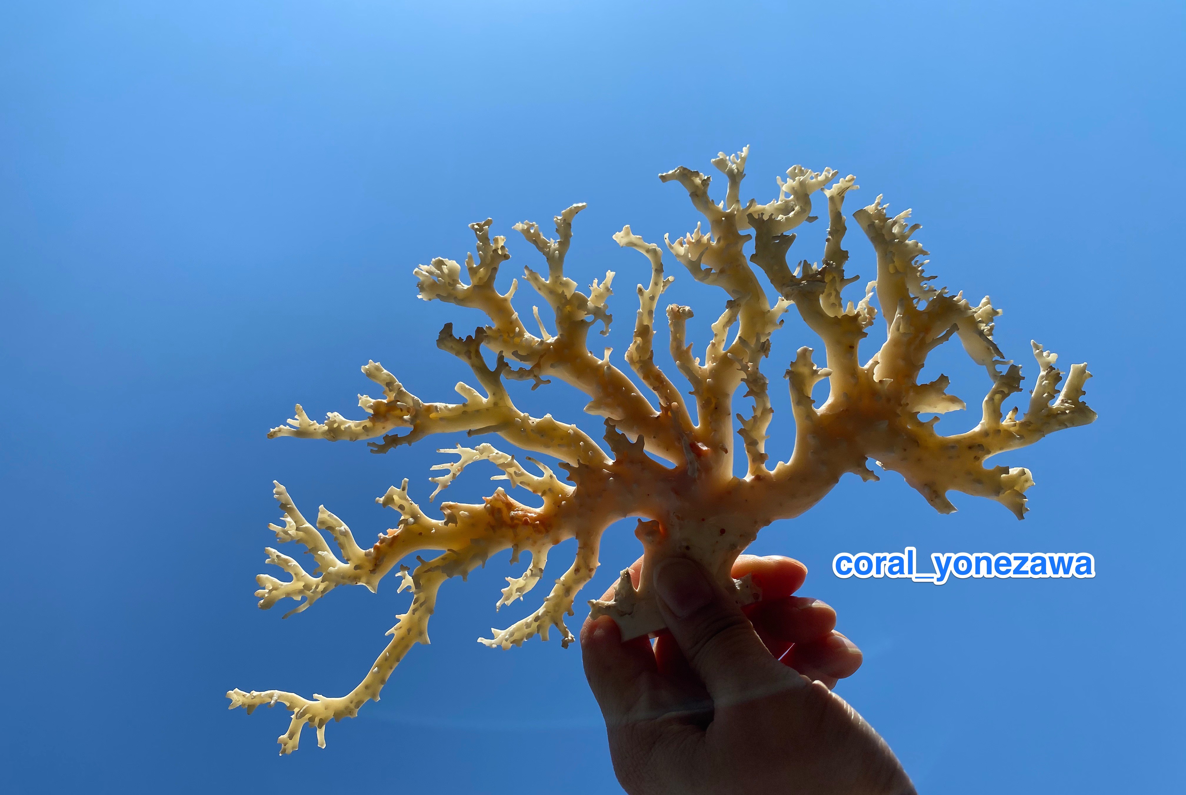 勇峰 本珊瑚 天女 置物 オブジェ 彫刻 珊瑚 宝石珊瑚 天然珊瑚 赤珊瑚