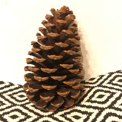 松ぼっくり 特大 XL 約13cm 1個〜4個購入はこちらから その他素材