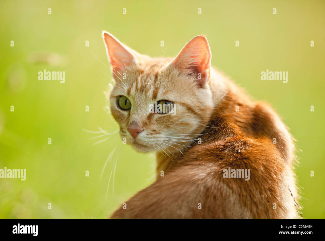 Cat back head hi-res stock photography and images - Alamy