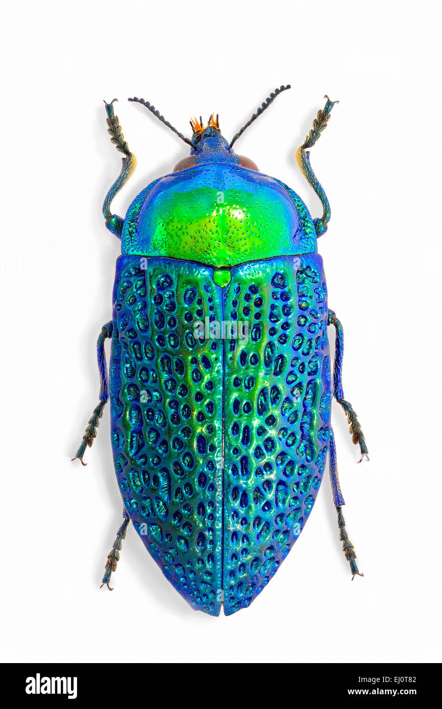 Stigmodera hi-res stock photography and images - Alamy