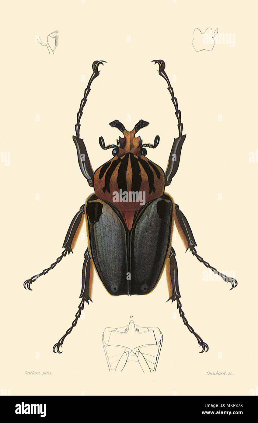 Goliathus goliathus hi-res stock photography and images - Alamy